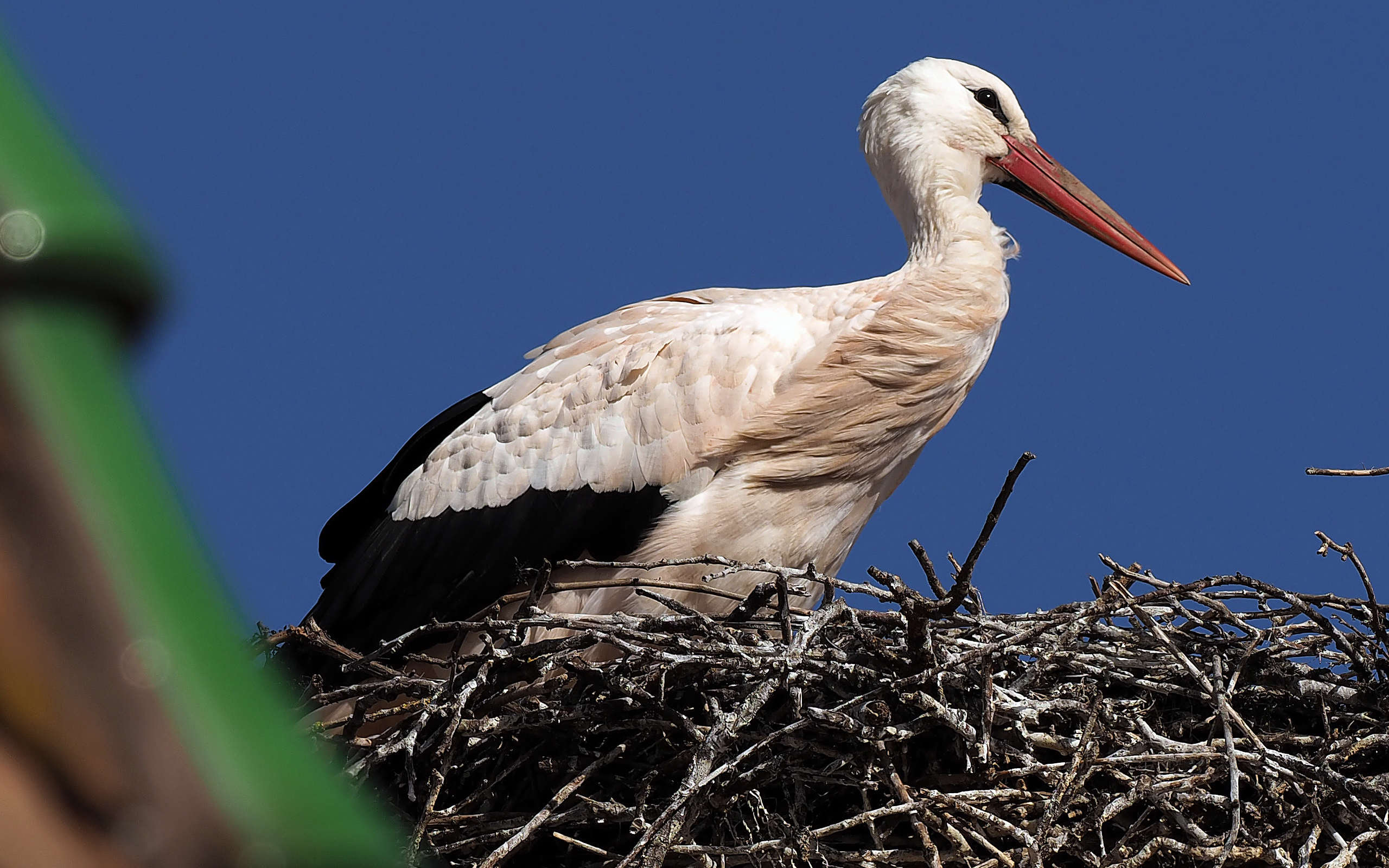 cigogne dans son nid au dessus de la Halle aux Blés
