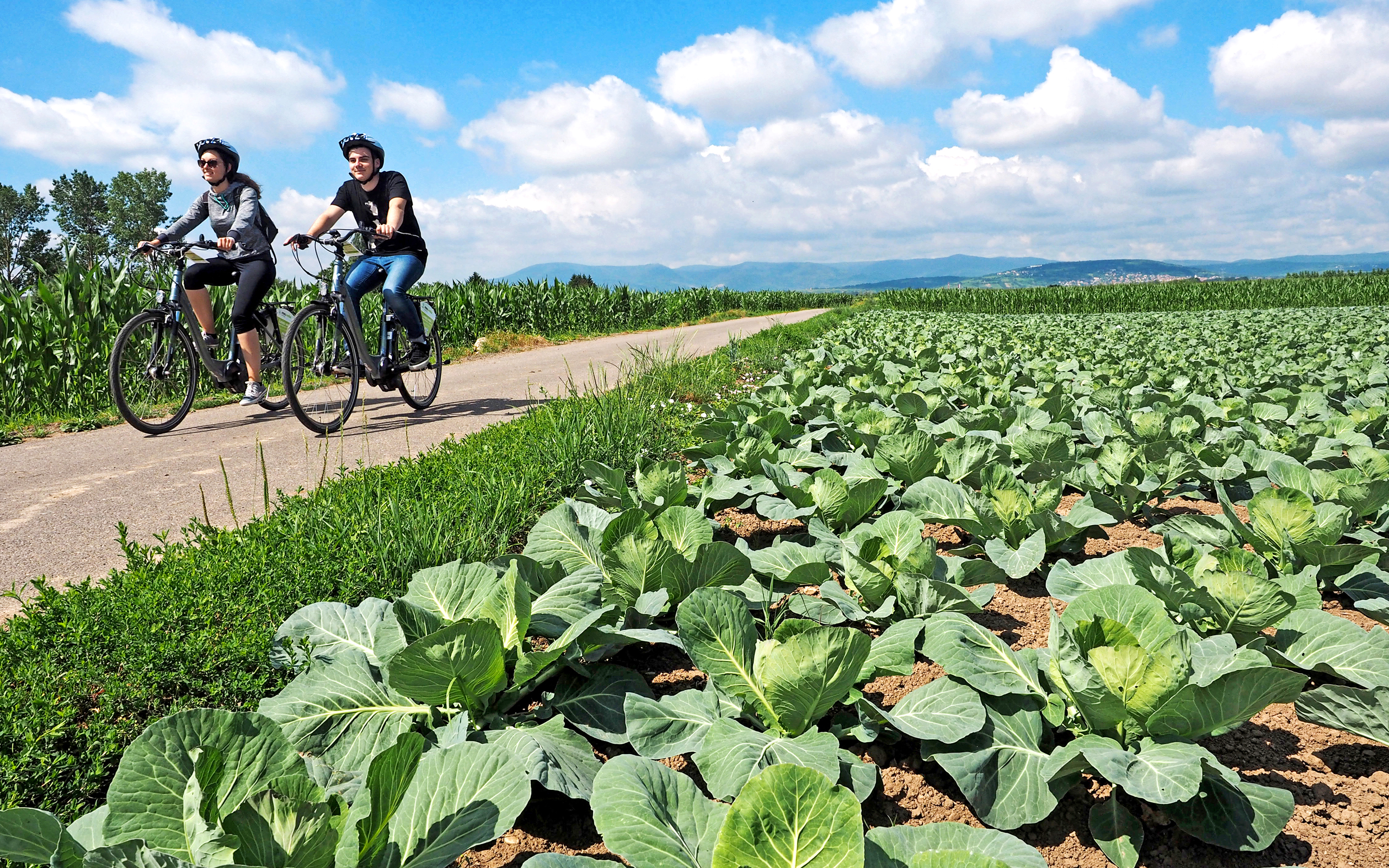 cyclistes se promenant dans les champs de choux